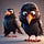 Techie Crow