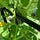 Simple Gardening