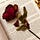 Thana Rose