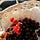 Heaven’s Healthy Healing Herbals & Solutions