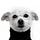 Satoshi Jobs Inu