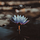 Conscious Life Space