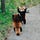 Kat’s Story Quality Red Panda