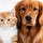 CatDog