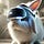 Everything + Rabbit