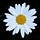 D🌼isy