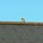Anonymous Bird