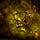 Lightning Bug