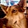 All Things Dog