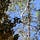 Writing in a Mangrove