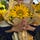 yellow sunflower