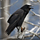 Tennessee Raven