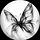 Silent Butterfly