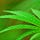 Wildhemp
