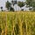 Indian Agriculture