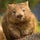 The Writing Wombat ʕ •ᴥ•ʔ