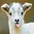 The Fainting Goat Offense Lawsuit