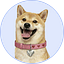 DogeGF