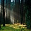 Hercynian Forest