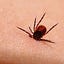 Lyme Disease