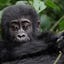 Good Gorilla