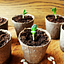 Tulsa SEED Study