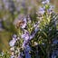 Regenerative Cultivation Secrets