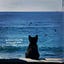 Black cat