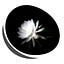 Night-blooming Ceroid