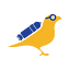 Canary