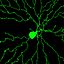 Biophysics Made Simple