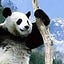 Mr Po