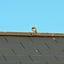 Anonymous Bird