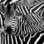 dczook