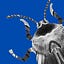 El insecto
