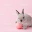 兔三寶吃吃日記
