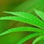 Wildhemp