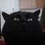 BatCat