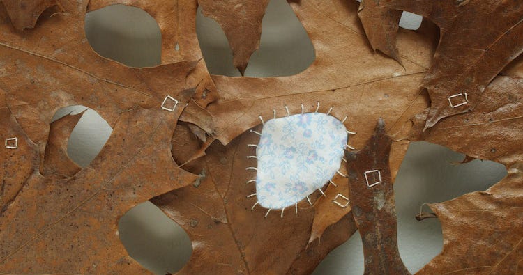 Collaborating with nature: Work of Jennifer Hand comes to Calvin ...