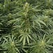 Cannabis Explorations