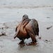 Louisiana Uncovered