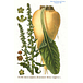 The Sugar Beet: Applied MPC