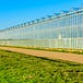 ongreenhousevegetables