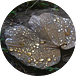Thekambattu