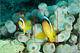 Object Detection With Deep Learning: RCNN, Anchors, Non-Maximum-Suppression