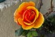 A rose with red spilling into yellow from the center, against a stone wall