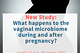 New Study: What happens to the vaginal microbiome during and after pregnancy?