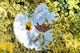 A mirror nestled in a leafy bush, showing the reflection of a hand holding a flower against a slightly cloudy sky.