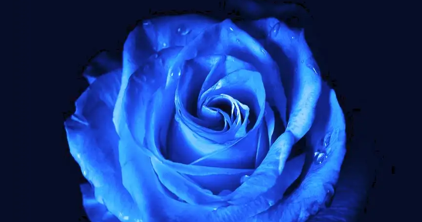 What is the Meaning of a Blue Rose? | Symbolism & History | Medium