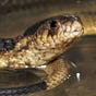 Bronx Zoo's Cobra